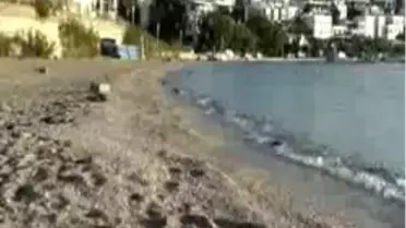 Bodrum´da Çok Sayıda Sünger Karaya Vurdu