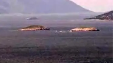 Kardak'ta Yine Çipura Kapışması