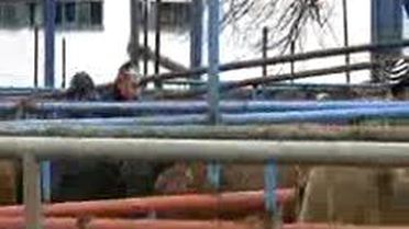 Anguslar Elde Kaldı, Et Balık Kurumu Fiyatlarda İndirim Yaptı