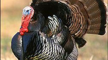 Almanya'da Yumurta Ve Hindi Etinde Dioksin Uyarısı