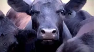 Derince Limanı'nda Angus Krizi