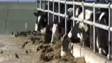 Büyükbaş Hayvan Sayısı Artıyor