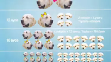 Mardin’de Hayvan Barınağı Faaliyete!
 
