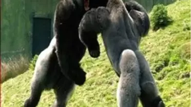 - Bu Goril İnsan Gibi Yürüyor