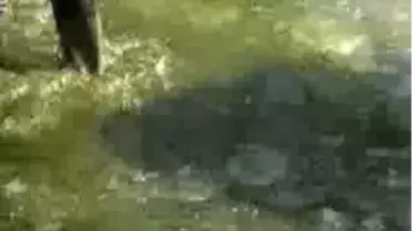 Kayseri'de Hayvanat Bahçesindeki Ördekler İçin Göletteki Buzlar Kırıldı