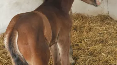 Yeni Hipodroma Yeni Tay