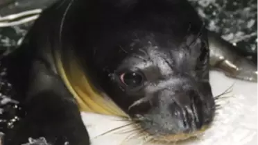 Yavru Foklar İzmir’de Mutlu

