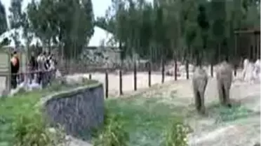 Türkiye'de Doğan İlk Fil'in Adını İzmirliler Anketle Belirleyecek