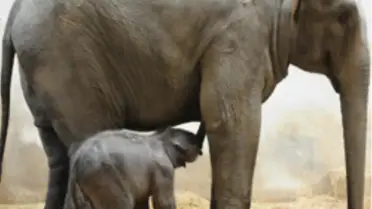 Türkiye’nin İlk Fil Doğumu İzmir’de Gerçekleşti


