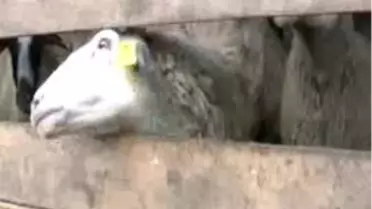 Altız Doğuran Koyun Şaşırttı