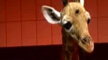 Annesinin Bacağını Kırdığı Bebek Zürafaya Bacak Ameliyatı