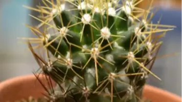 Radyasyondan Korkan 'Kaktüs'e Sarıldı