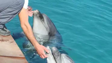 Yunuslara Özgürlük İstediler