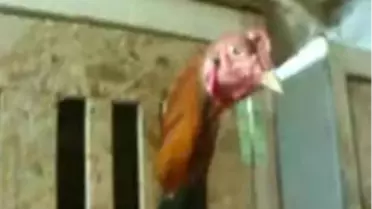 Tokat'ta Horoz Dövüşüne Polis Baskını: 45 Kişi Gözaltı