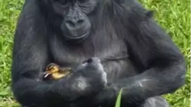 Gorilden Babalık Dersi