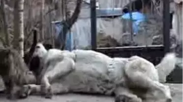 Kangal, Yavru Kediyi 6 Ay Emzirdi