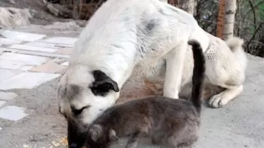 Kangal, Yavru Kediyi Emzirdi