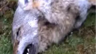 Kurt Korkusundan Kurtuldular