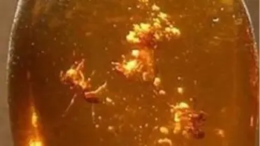 20 Milyon Yıl Önce Yaşamış Böcekler