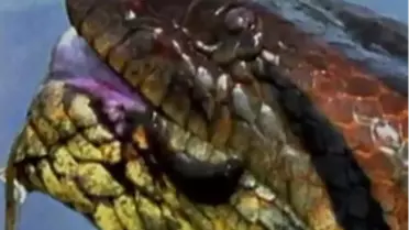 Anakondanın Su Domuzu Avı / Video