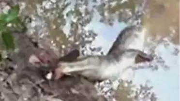 Balık Timsahı Nasıl Öldürebilir? Video