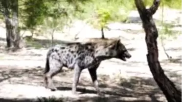 Türkiye'nin İlk Benekli Sırtlanı Gaziantep'te