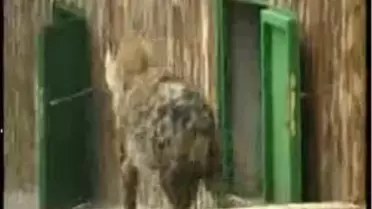 Türkiye'nin İlk Benekli Sırtlanı