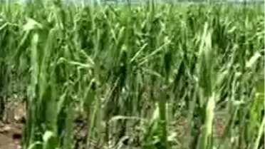 Osmaniye'de Dolu Zararı