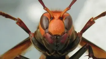 Cinayeti Böcekler Çözecek