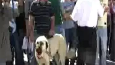 Üniversite'de Köpek Güzellik Yarışması