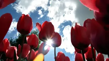 Erzurum'da Lale Devri