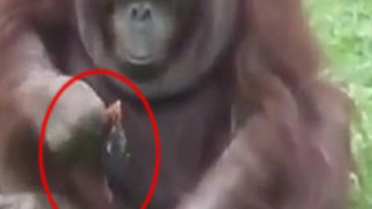 Orangutan Civcivi Eline Aldı Ve... Video