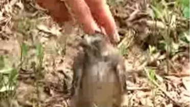 Yavru Alakarga Maskot Oldu