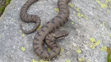 Dağcılar, Uludağ'da 'Baran Engereği' Yakaladı