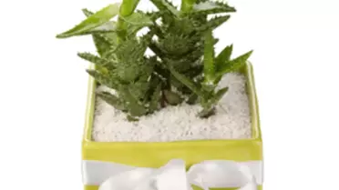 Çöllerin ve Ofislerin Bitkisi Kaktüs, Radyasyona Karşı