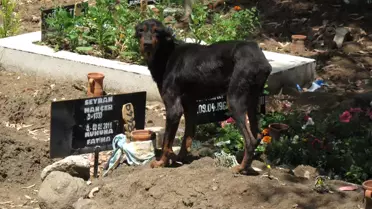 Öksüz'e Belediye Sahip Çıktı