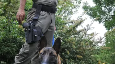 Ankara'da Eğitilen Polis Köpekleri Görev Yerlerine Gönderildi