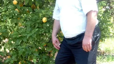 Mersin'de Narenciye Dalında Kaldı