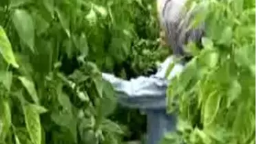 Mersin'de Narenciye Dalında Kaldı