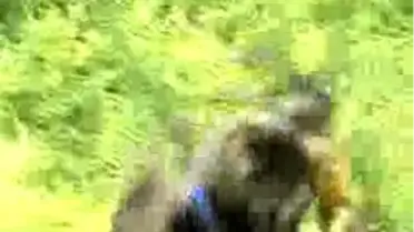 Genç K-9'lar Göreve Hazır