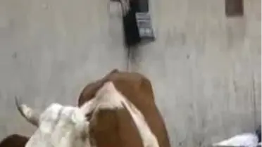 İneklerine Pop Müzik Dinletiyor