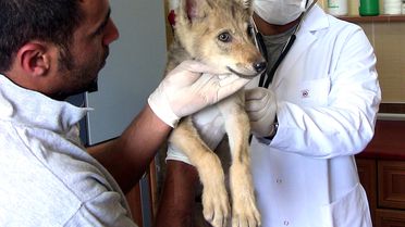 Köye Kadar İnen Yavru Kurtlar Evcilleştirilecek