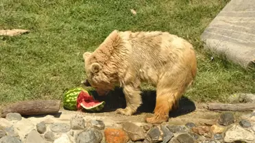 Zoo Park'ta Serinleme Saati