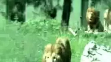 Zoo Park'ta Serinleme Saati