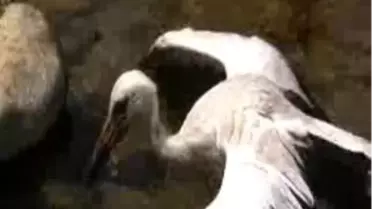 Leylek Tellerin Kurbanı Oldu