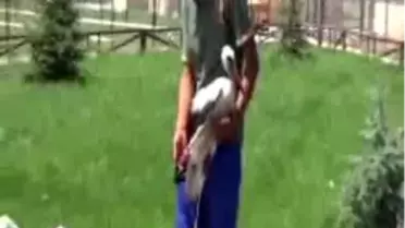 Yavru Leylek Protezle Yürüyecek