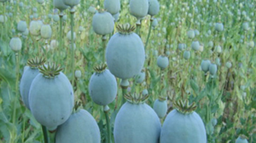 Haşhaş Kapsülü Alım Fiyatı 2. 80 TL