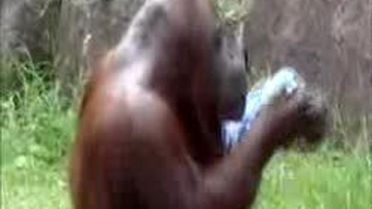 Orangutan, Serinlemenin Yolunu Buldu