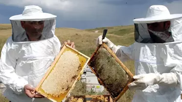 Dünya Arıcılığında Türkiye İkinci Sırada