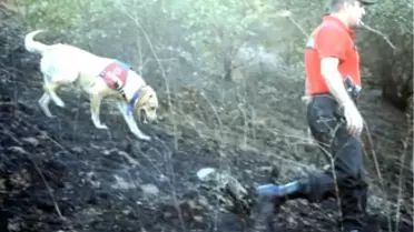 İzmir'deki Yangın Bölgelerinde Yanıcı Madde İzi Bulundu